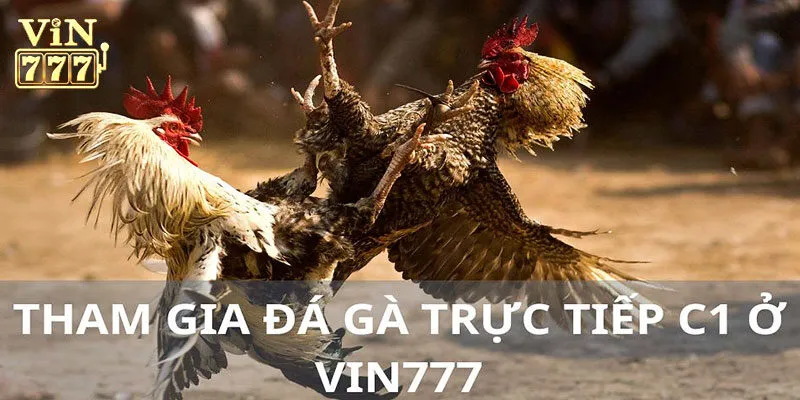 Quá trình gia cá cược đá gà tại Vin777